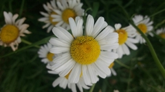 Leucanthemum vulgare
