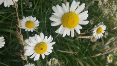 Leucanthemum vulgare