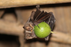 Artibeus jamaicensis