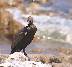 Phalacrocorax neglectus