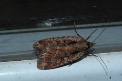 Eueretagrotis attentus