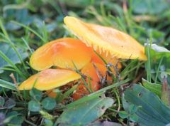 Hygrocybe ceracea