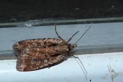 Eueretagrotis attentus