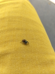 Phidippus