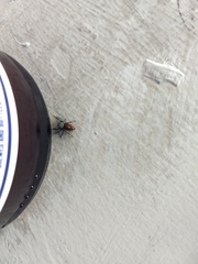 Phidippus