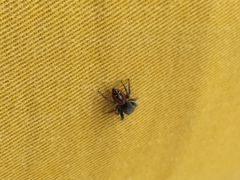 Phidippus