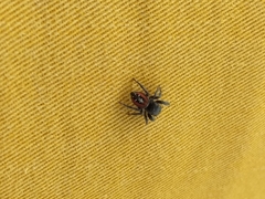 Phidippus