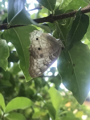 Anartia jatrophae