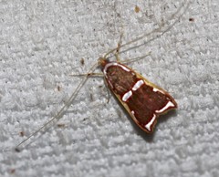 Barantola pulcherrima