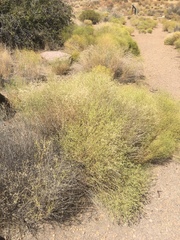 Gutierrezia microcephala