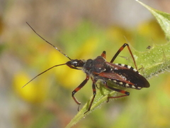Rhynocoris cuspidatus