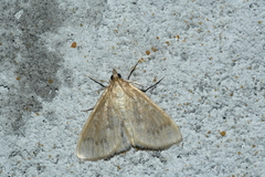Framinghamia helvalis