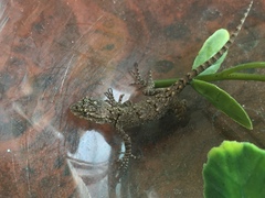Sceloporus grammicus