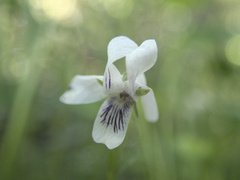 Viola lyallii