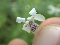 Viola lyallii