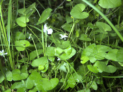 Viola lyallii