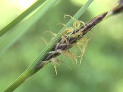 Carex subdola