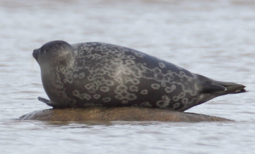 Ringed Seal