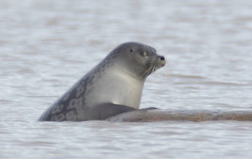 Ringed Seal