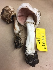 Agaricus californicus image