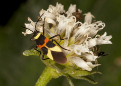 Craspeduchus variegatus