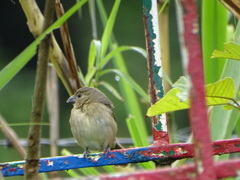 Sporophila nigricollis