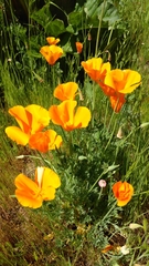Eschscholzia californica