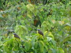 Myiozetetes cayanensis