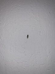 Brachycera