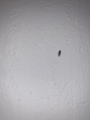 Brachycera