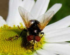 Elomya lateralis