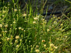 Baccharis darwinii
