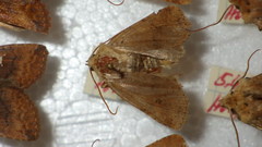 Conistra rubiginea