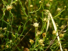 Baccharis darwinii