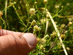 Baccharis darwinii