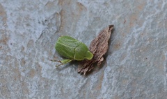 Hylamorpha elegans