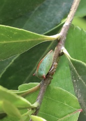 Alchisme rubrocostata