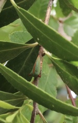 Alchisme rubrocostata