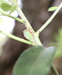 Alchisme rubrocostata