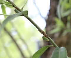Alchisme rubrocostata
