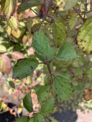 Viburnum scabrellum