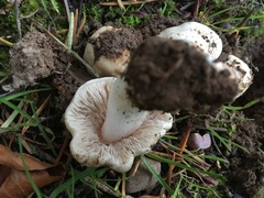 Calocybe