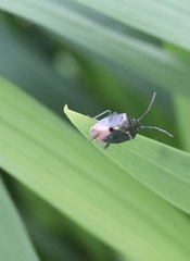 Ditomotarsus punctiventris