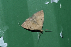 Zanclognatha protumnusalis