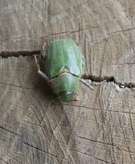 Brachysternus spectabilis