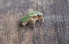 Brachysternus spectabilis