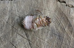 Brachysternus spectabilis