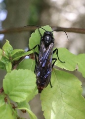 Elaphroptera nigripennis