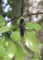 Elaphroptera nigripennis