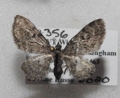 Eupithecia fletcherata